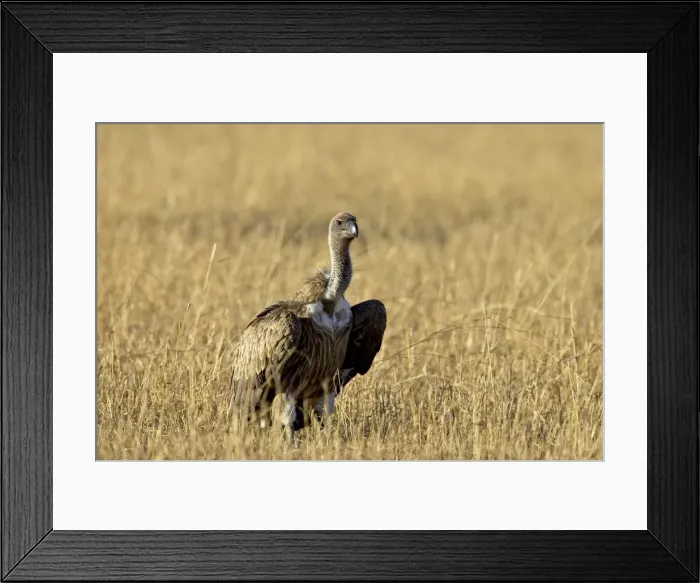 Framed Print : African white-backed vulture (Gyps africanus), Masai Mara National Reserve Framed Print : African white-backed vulture (Gyps africanus), Masai Mara National Reserve