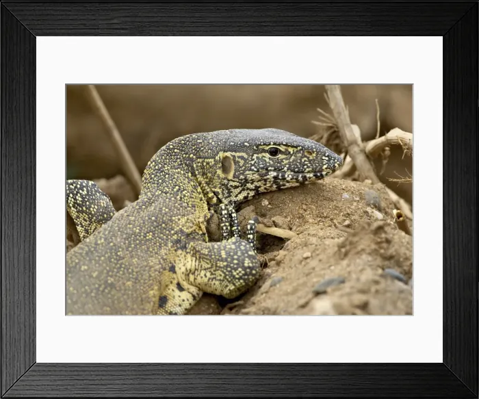 Framed Print : Water monitor (Varanus niloticus), Kruger National Park, South Africa, Africa Framed Print : Water monitor (Varanus niloticus), Kruger National Park, South Africa, Africa