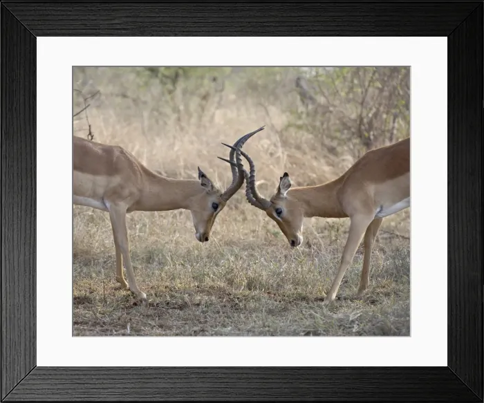 Framed Print : Two male impala (Aepyceros melampus) sparring, Kruger National Park, South Africa, Africa Framed Print : Two male impala (Aepyceros melampus) sparring, Kruger National Park, South Africa, Africa