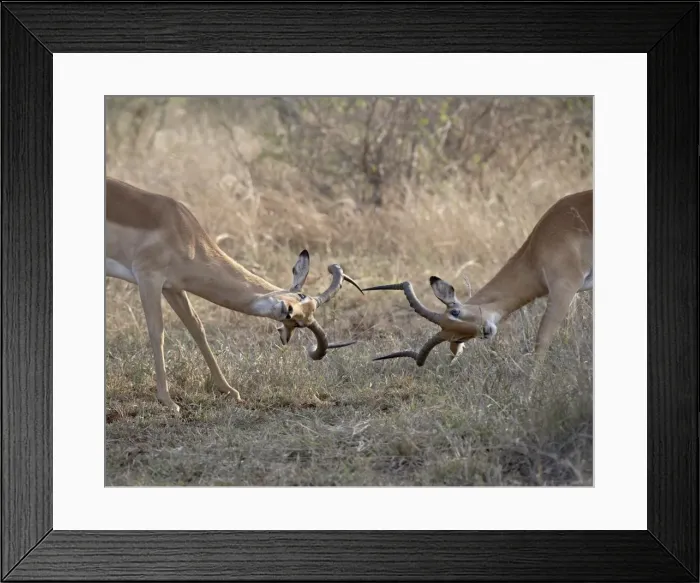 Framed Print : Two male impala (Aepyceros melampus) sparring, Kruger National Park, South Africa, Africa Framed Print : Two male impala (Aepyceros melampus) sparring, Kruger National Park, South Africa, Africa
