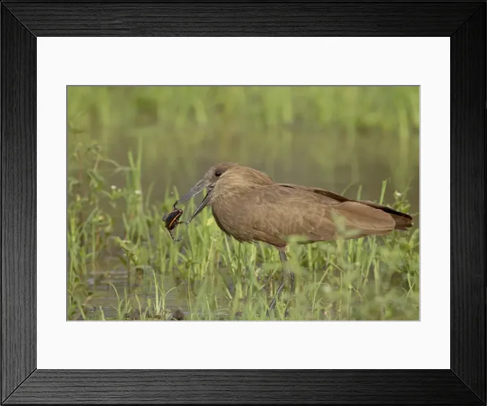 Framed Print : Hamerkop (Scopus umbretta) with a frog, Imfolozi Game Reserve, South Africa, Africa Framed Print : Hamerkop (Scopus umbretta) with a frog, Imfolozi Game Reserve, South Africa, Africa