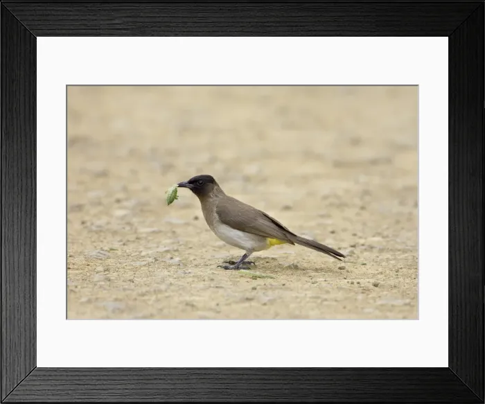 Framed Print : Black-eyed bulbul (dark-capped bulbu) (Pycnonotus barbatus or tricolor)