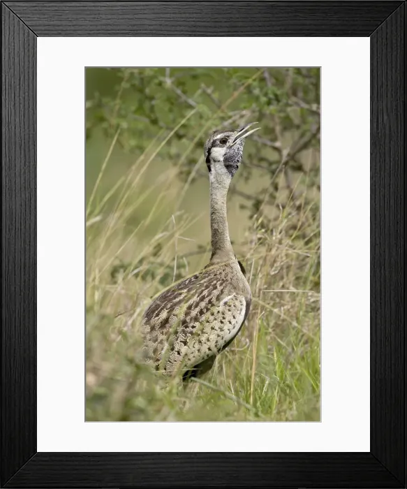 Framed Print : Male black-bellied bustard (black-bellied korhaa) (Eupodotis melanogaster) calling Framed Print : Male black-bellied bustard (black-bellied korhaa) (Eupodotis melanogaster) calling