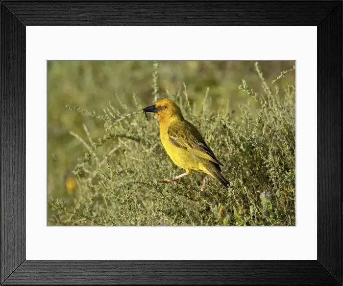 Framed Print : Cape weaver (Ploceus capensis), Addo Elephant National Park, South Africa, Africa