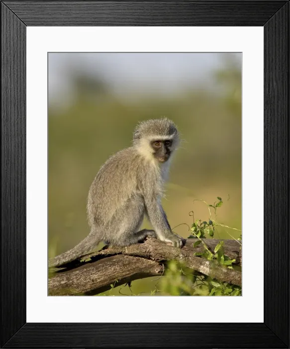 Framed Print : Vervet monkey (Chlorocebus aethiops), Addo Elephant National Park, South Africa, Africa