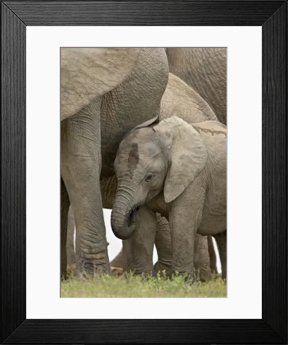 Framed Print : Young African elephant (Loxodonta africana), Addo Elephant National Park Framed Print : Young African elephant (Loxodonta africana), Addo Elephant National Park