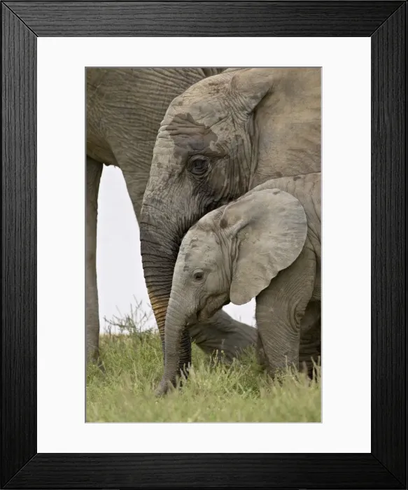 Framed Print : Baby and young African elephant (Loxodonta africana), Addo Elephant National Park Framed Print : Baby and young African elephant (Loxodonta africana), Addo Elephant National Park