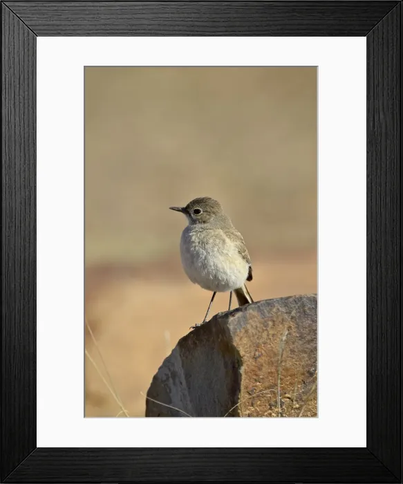 Framed Print : Familiar chat (Cercomela familiaris), Mountain Zebra National Park, South Africa, Africa