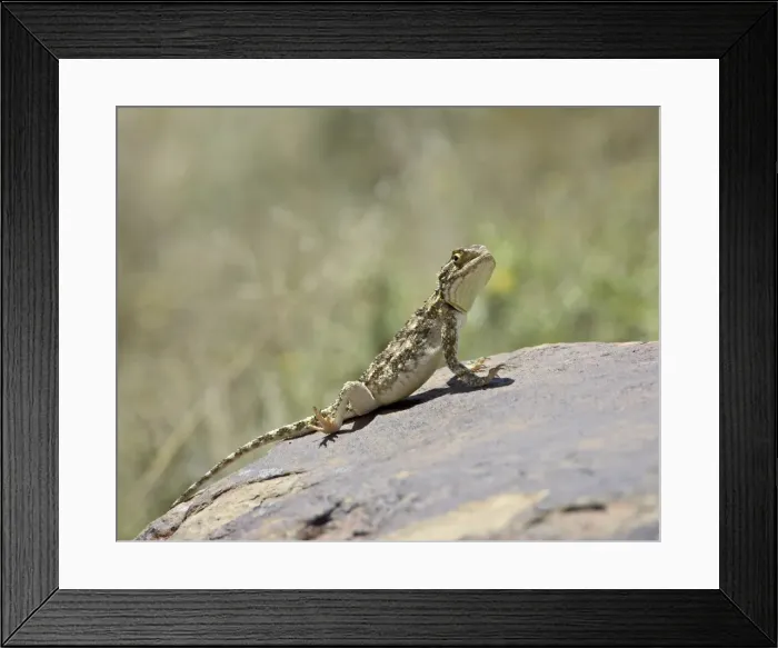Framed Print : Southern spiny agama (Agama hispida), Mountain Zebra National Park, South Africa, Africa Framed Print : Southern spiny agama (Agama hispida), Mountain Zebra National Park, South Africa, Africa