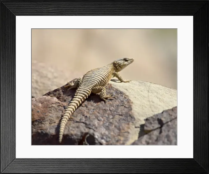 Framed Print : Karoo girdled lizard (Cordylus polyzonus), Mountain Zebra National Park Framed Print : Karoo girdled lizard (Cordylus polyzonus), Mountain Zebra National Park