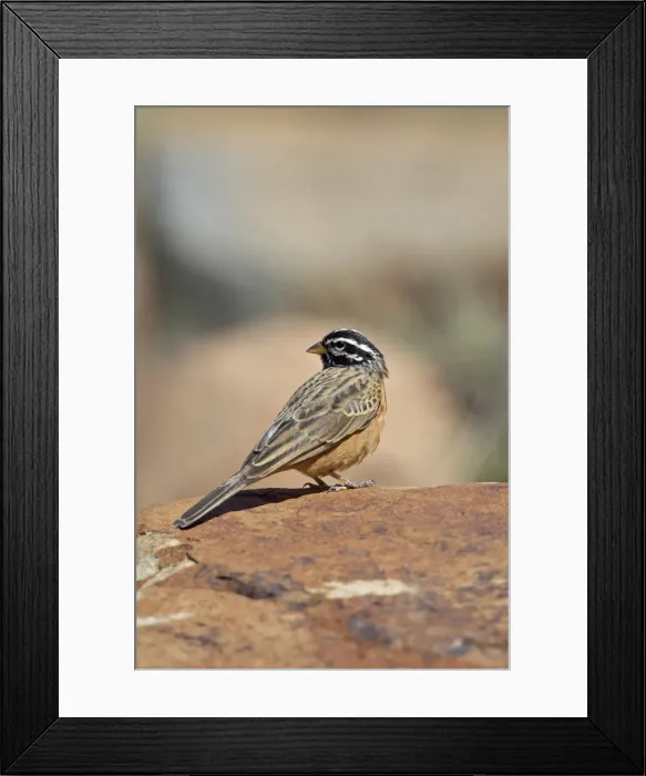 Framed Print : Rock bunting (cinnamon-breasted bunting) (Emberiza tahapisi), Mountain Zebra National Park Framed Print : Rock bunting (cinnamon-breasted bunting) (Emberiza tahapisi), Mountain Zebra National Park