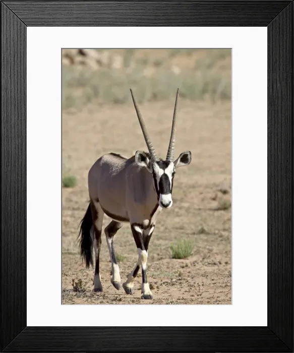 Framed Print : Gemsbok or South African oryx (Oryx gazella), Kgalagadi Transfrontier Park Framed Print : Gemsbok or South African oryx (Oryx gazella), Kgalagadi Transfrontier Park