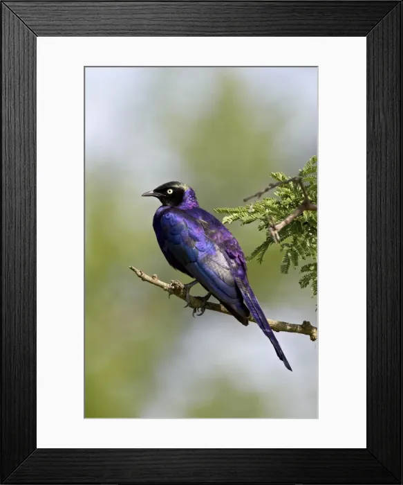 Framed Print : Ruppell?s long-tailed starling (Lamprotornis purpuropterus), Serengeti National Park Framed Print : Ruppell?s long-tailed starling (Lamprotornis purpuropterus), Serengeti National Park
