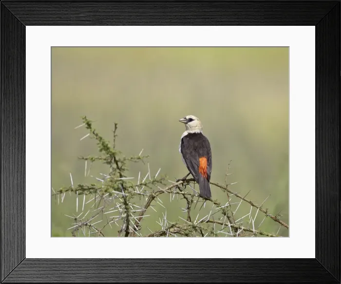 Framed Print : White-headed buffalo-weaver (Dinemellia dinemelli), Serengeti National Park Framed Print : White-headed buffalo-weaver (Dinemellia dinemelli), Serengeti National Park