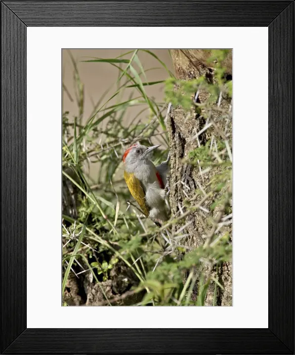 Framed Print : Immature grey woodpecker (Dendropicos goertae), Serengeti National Park Framed Print : Immature grey woodpecker (Dendropicos goertae), Serengeti National Park