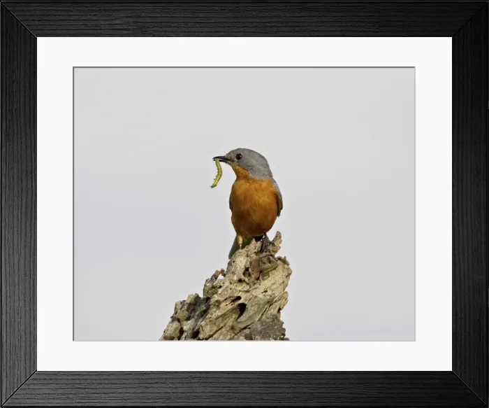 Framed Print : Silverbird (Empidornis semipartitus) with inchworm, Serengeti National Park