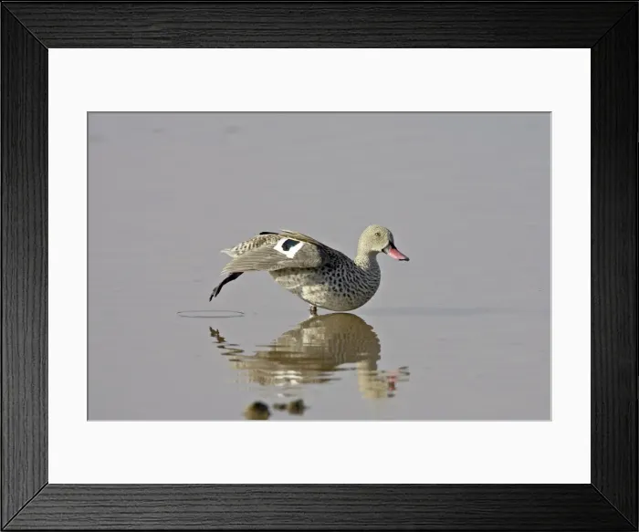Framed Print : Cape teal (Cape wigeon) (Anas capensis) stretching, Serengeti National Park Framed Print : Cape teal (Cape wigeon) (Anas capensis) stretching, Serengeti National Park