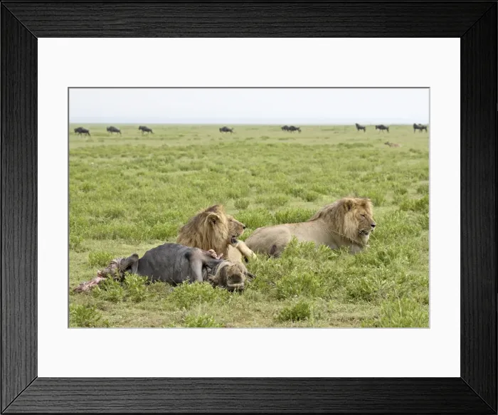 Framed Print : Two lion (Panthera leo) at a blue wildebeest kill, Serengeti National Park Framed Print : Two lion (Panthera leo) at a blue wildebeest kill, Serengeti National Park