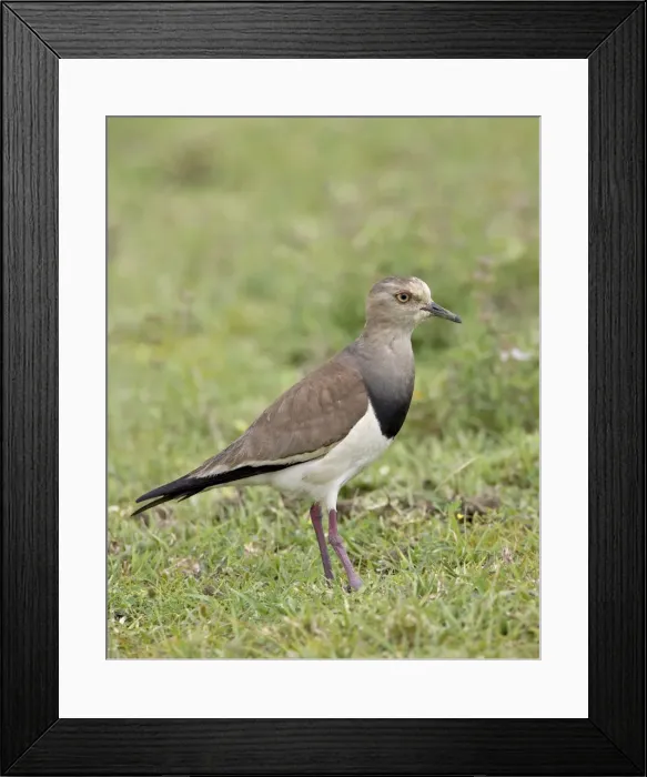 Framed Print : Black-winged plover (black-winged lapwing) (Vanellus melanopterus), Serengeti National Park Framed Print : Black-winged plover (black-winged lapwing) (Vanellus melanopterus), Serengeti National Park