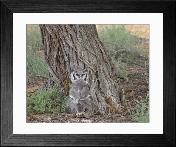 Framed Print : Verreauxs eagle owl (giant eagle owl) (Bubo lacteus), Kgalagadi Transfrontier Park Framed Print : Verreauxs eagle owl (giant eagle owl) (Bubo lacteus), Kgalagadi Transfrontier Park