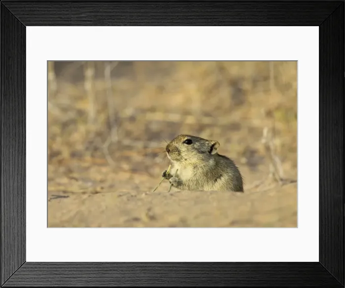 Framed Print : Brants whistling rat (Parotomys brantsii), Kgalagadi Transfrontier Park Framed Print : Brants whistling rat (Parotomys brantsii), Kgalagadi Transfrontier Park