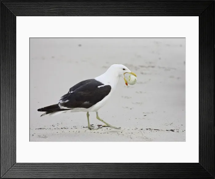 Framed Print : Cape gull (Larus vetula) with African penguin (Spheniscus demersus) egg Framed Print : Cape gull (Larus vetula) with African penguin (Spheniscus demersus) egg