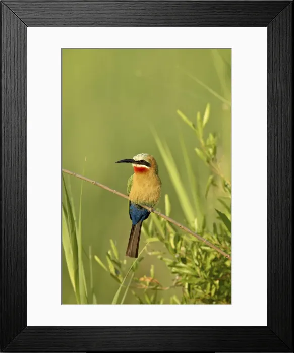 Framed Print : White-fronted bee-eater (Merops bullockoides), Kruger National Park, South Africa, Africa Framed Print : White-fronted bee-eater (Merops bullockoides), Kruger National Park, South Africa, Africa