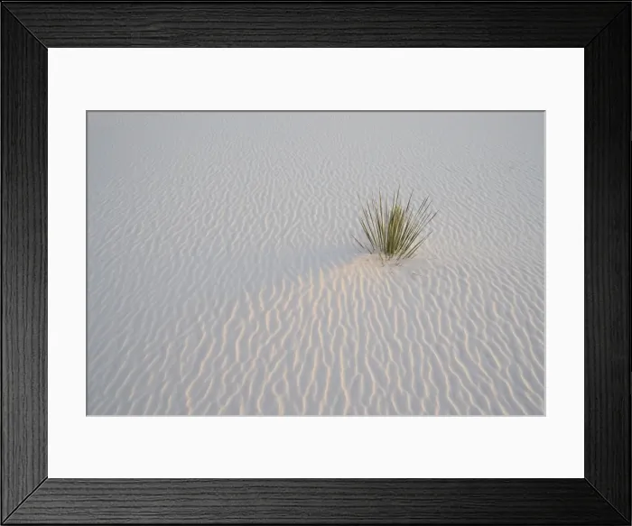 Framed Print : Sand ripples and yucca in last light, White Sands National Monument, New Mexico Framed Print : Sand ripples and yucca in last light, White Sands National Monument, New Mexico