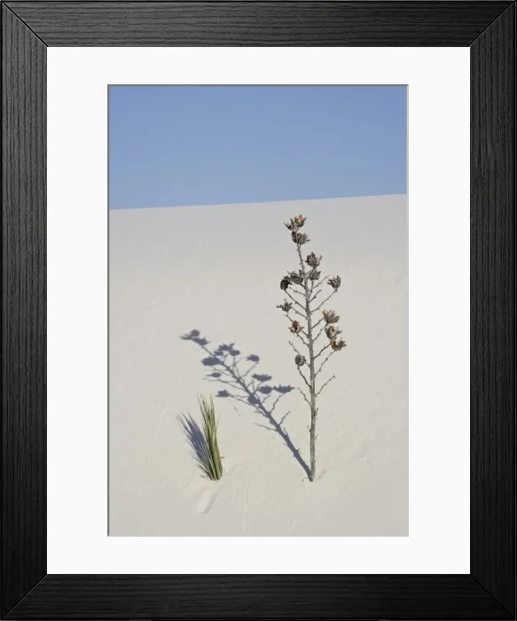 Framed Print : Yucca on dune, White Sands National Monument, New Mexico, United States of America Framed Print : Yucca on dune, White Sands National Monument, New Mexico, United States of America