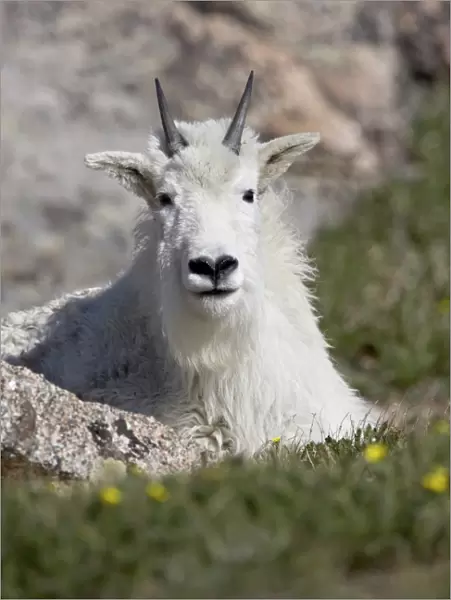Mountain goat (Oreamnos americanus), Mount Evans, Colorado, United States of America