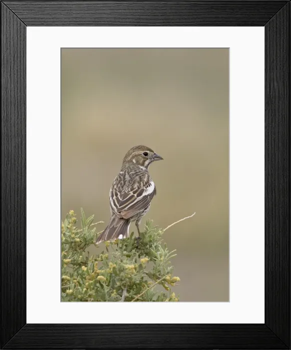 Framed Print : Female lark bunting (Calamospiza melanocorys), Pawnee National Grassland Framed Print : Female lark bunting (Calamospiza melanocorys), Pawnee National Grassland