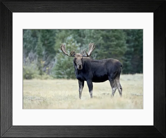 Framed Print : Bull moose (Alces alces), Roosevelt National Forest, Colorado, United States of America Framed Print : Bull moose (Alces alces), Roosevelt National Forest, Colorado, United States of America