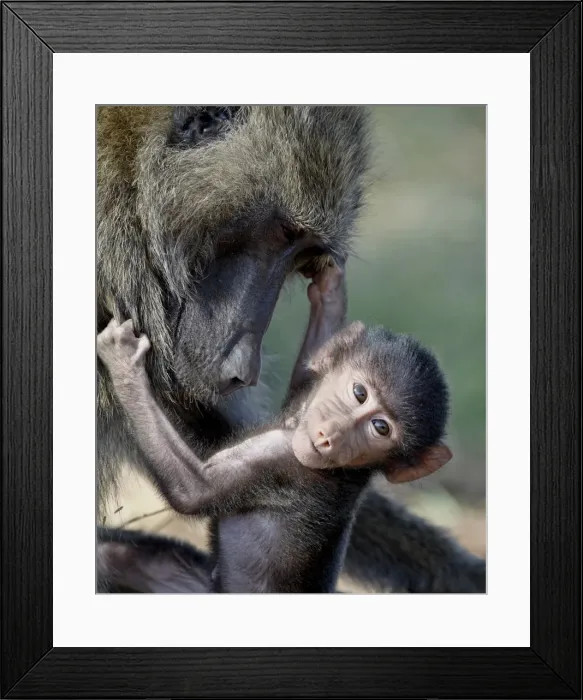 Framed Print : Olive baboon (Papio cynocephalus anubis) mother and infant, Samburu National Reserve