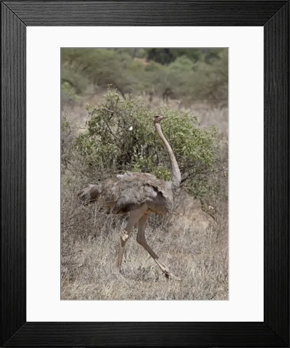 Framed Print : Female Somali ostrich (Struthio molybdophanes), Samburu National Reserve