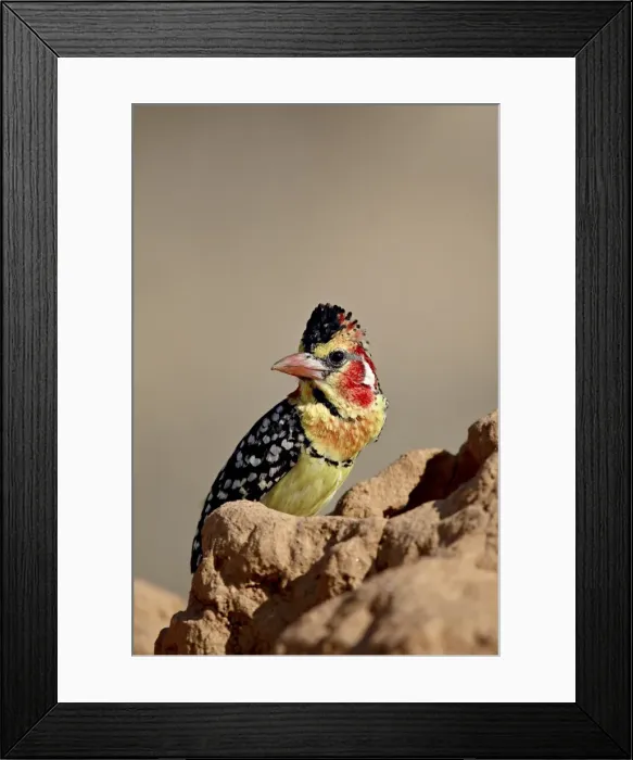 Framed Print : Male red-and-yellow barbet (Trachyphonus erythrocephalus), Samburu National Reserve Framed Print : Male red-and-yellow barbet (Trachyphonus erythrocephalus), Samburu National Reserve