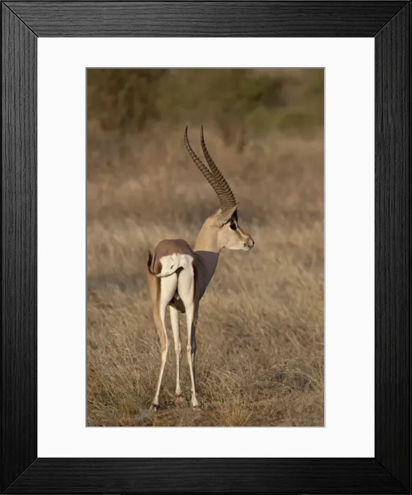Framed Print : Male Grantis gazelle (Gazella granti) eating, Samburu National Reserve Framed Print : Male Grantis gazelle (Gazella granti) eating, Samburu National Reserve