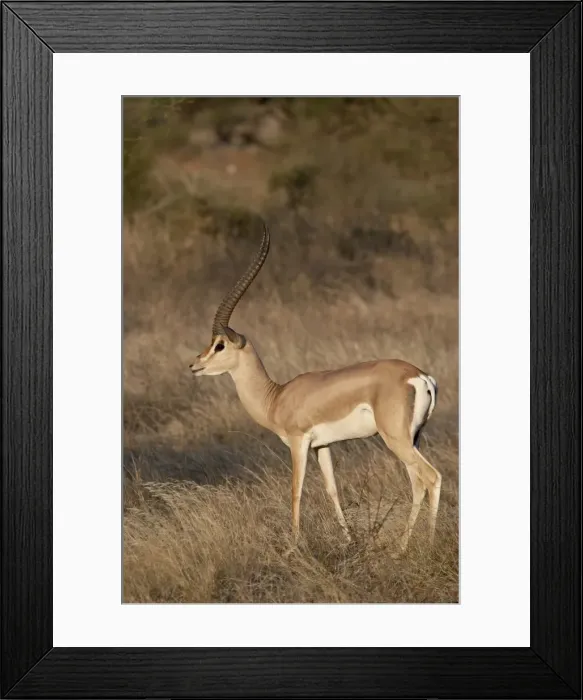 Framed Print : Male Grants gazelle (Gazella granti), Samburu National Reserve, Kenya Framed Print : Male Grants gazelle (Gazella granti), Samburu National Reserve, Kenya