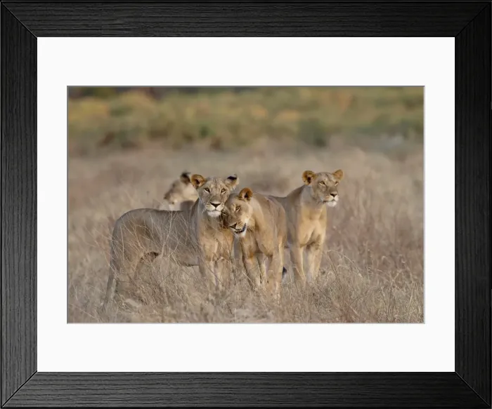 Framed Print : Four lioness (Panthera leo), Samburu National Reserve, Kenya, East Africa, Africa Framed Print : Four lioness (Panthera leo), Samburu National Reserve, Kenya, East Africa, Africa