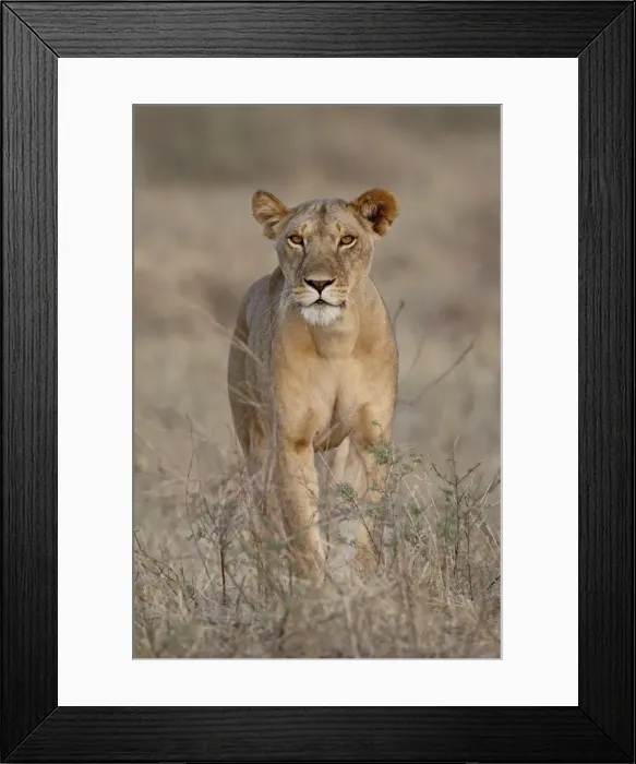 Framed Print : Lioness (Panthera leo), Samburu National Reserve, Kenya, East Africa, Africa Framed Print : Lioness (Panthera leo), Samburu National Reserve, Kenya, East Africa, Africa
