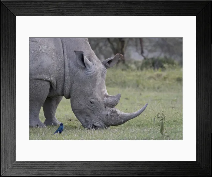 Framed Print : White rhinoceros (Ceratotherium simum) feeding, Lake Nakuru National Park Framed Print : White rhinoceros (Ceratotherium simum) feeding, Lake Nakuru National Park