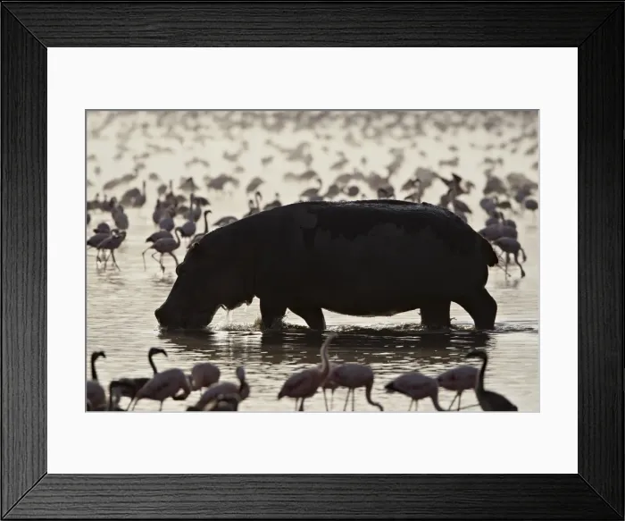 Framed Print : Hippopotamus (Hippopotamus amphibius) in shallow water among lesser flamingos Framed Print : Hippopotamus (Hippopotamus amphibius) in shallow water among lesser flamingos