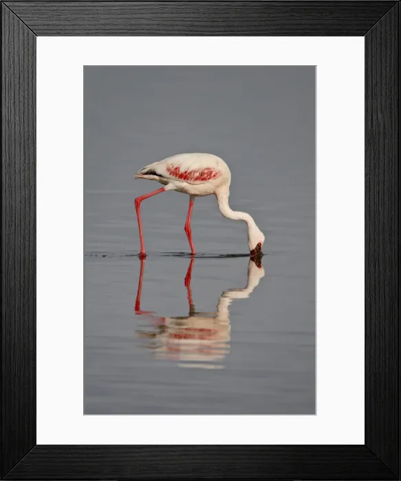 Framed Print : Lesser flamingo (Phoeniconaias minor), Lake Nakuru National Park, Kenya Framed Print : Lesser flamingo (Phoeniconaias minor), Lake Nakuru National Park, Kenya
