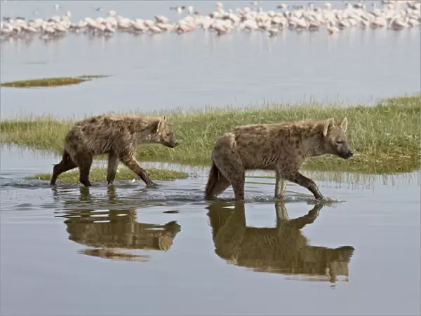 Two spotted hyena (spotted hyaena) (Crocuta crocuta) walking along the edge of Lake Nakuru