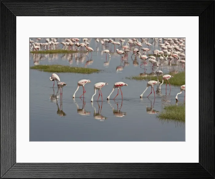 Framed Print : Lesser flamingos (Phoeniconaias minor) feeding in Lake Nakuru, Lake Nakuru National Park Framed Print : Lesser flamingos (Phoeniconaias minor) feeding in Lake Nakuru, Lake Nakuru National Park
