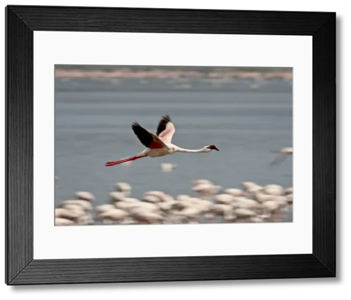 Framed Print : Lesser flamingo (Phoeniconaias minor) in flight, Lake Nakuru National Park Framed Print : Lesser flamingo (Phoeniconaias minor) in flight, Lake Nakuru National Park