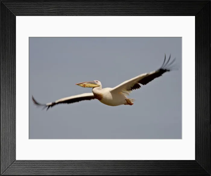 Framed Print : Great white pelican (Eastern white pelican (Pelecanus onocrotalus) in flight Framed Print : Great white pelican (Eastern white pelican (Pelecanus onocrotalus) in flight