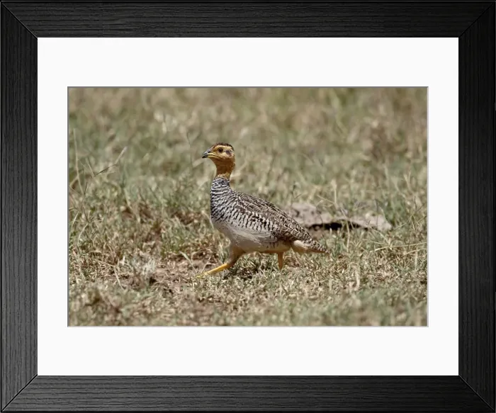 Framed Print : Male Coqui francolin (Peliperdix coqui), Lake Nakuru National Park, Kenya Framed Print : Male Coqui francolin (Peliperdix coqui), Lake Nakuru National Park, Kenya
