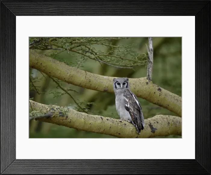 Framed Print : Verreauxs eagle owl (giant eagle owl) (Bubo lacteus), Lake Nakuru National Park Framed Print : Verreauxs eagle owl (giant eagle owl) (Bubo lacteus), Lake Nakuru National Park