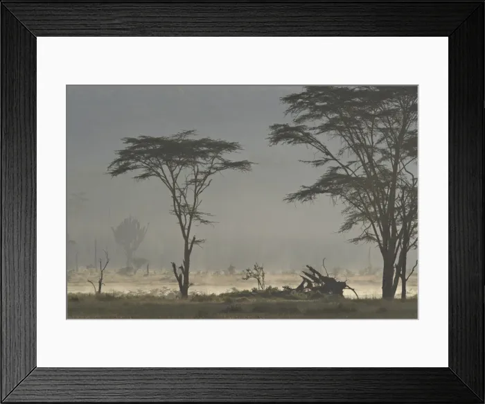 Framed Print : Acacia and euphorbia Trees, Lake Nakuru National Park, Kenya, East Africa, Africa Framed Print : Acacia and euphorbia Trees, Lake Nakuru National Park, Kenya, East Africa, Africa