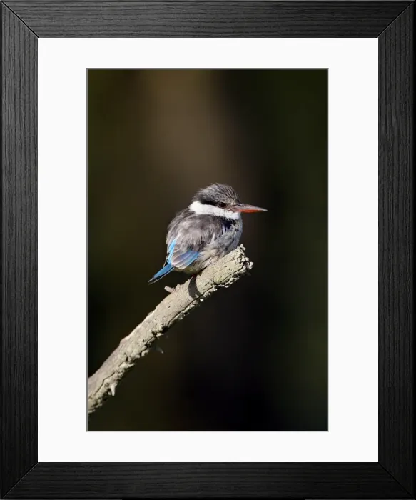 Framed Print : Striped kingfisher (Halcyon chelicuti), Lake Nakuru National Park, Kenya Framed Print : Striped kingfisher (Halcyon chelicuti), Lake Nakuru National Park, Kenya